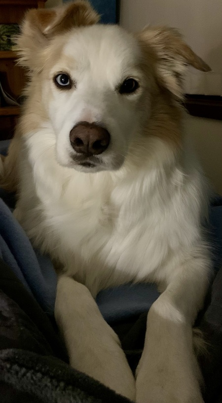Archie