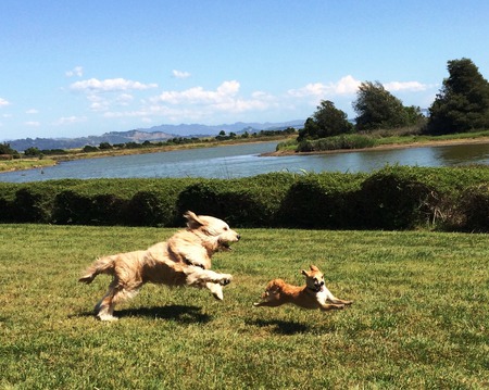 Jake (aka Lance), the small dog and Cody