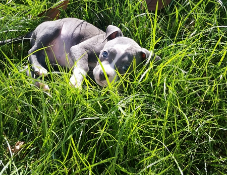 Stella