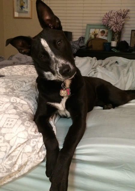 Paisley 