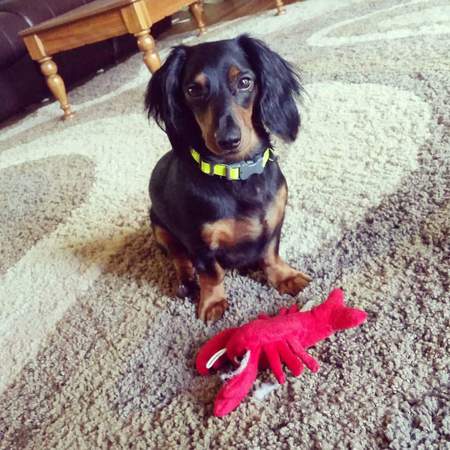 DEXTER
