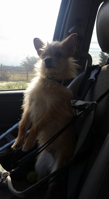 Archie