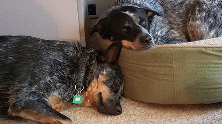 Kloe, Kodi (Macy & Blue)