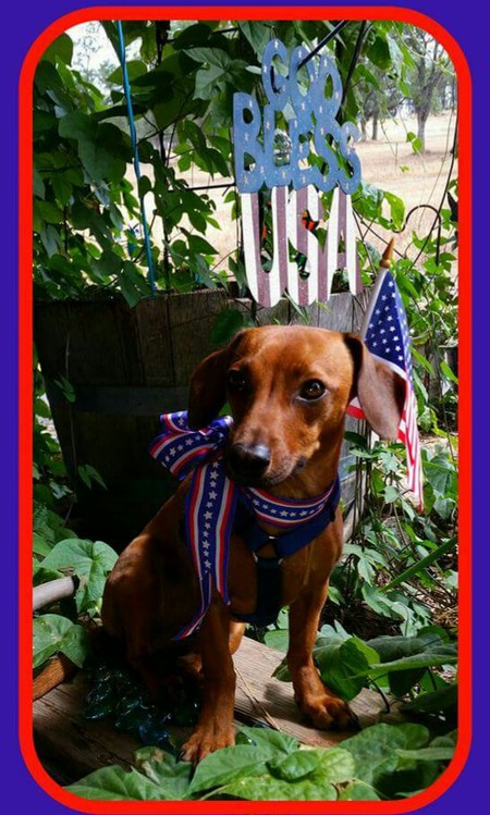 Willa Young (lovingly adopted in July 2014 from Wags & Whiskers)