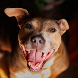 Entry image for Gracie
