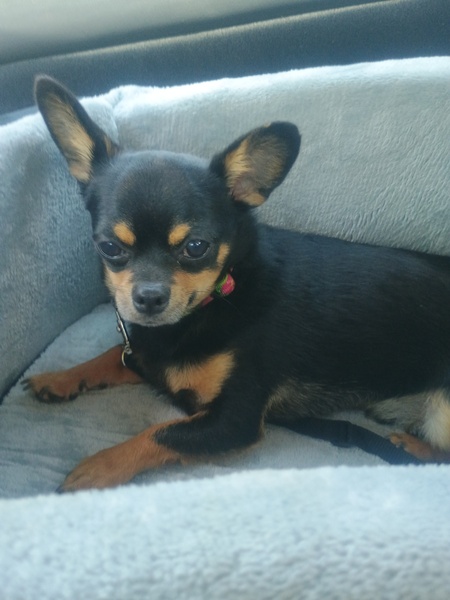 Louie