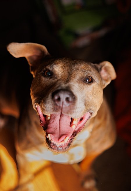 Entry image for Gracie. Clicking this image will show a larger photo