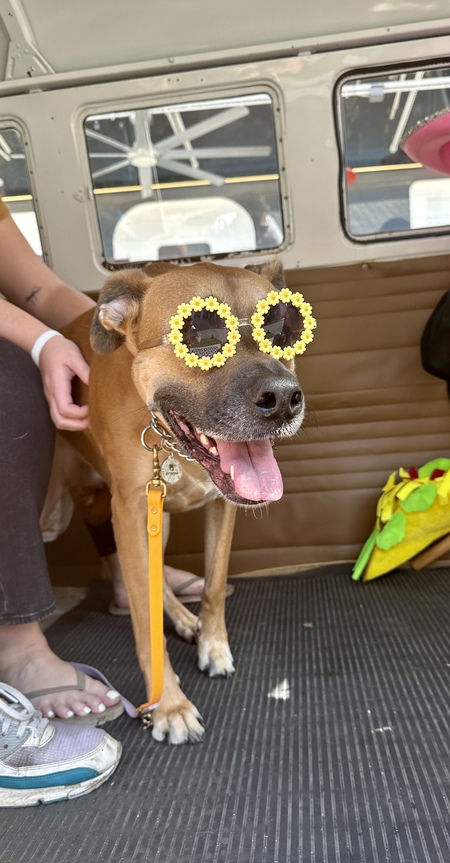 Daisy 