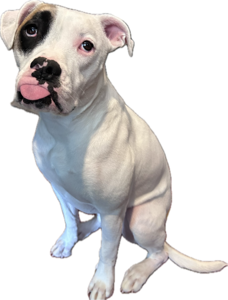 Frankie