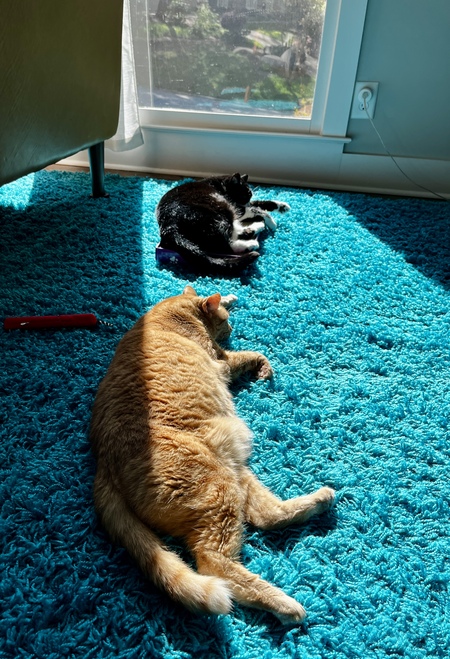 Cheddar and Zoe