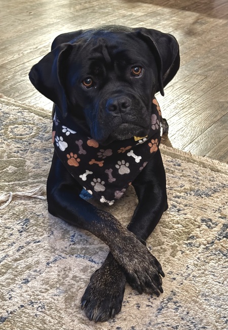 Petunia Brindlepaws