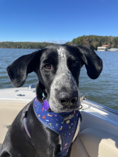 Scout