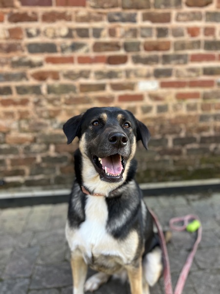 Cora