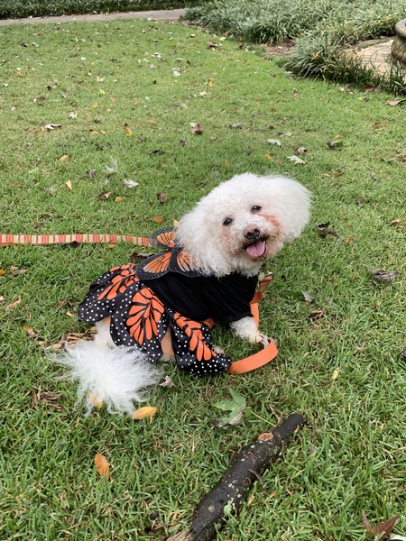 Millie