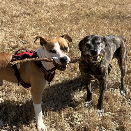 Ducky & Lolly