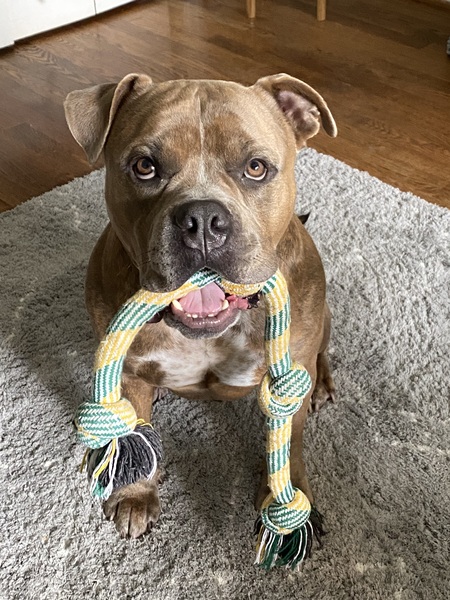 Dozer