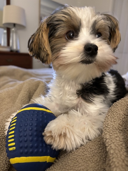 Niki