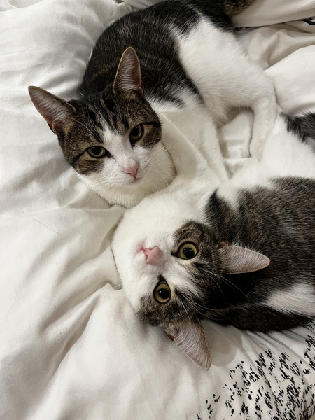 Soli and Luna