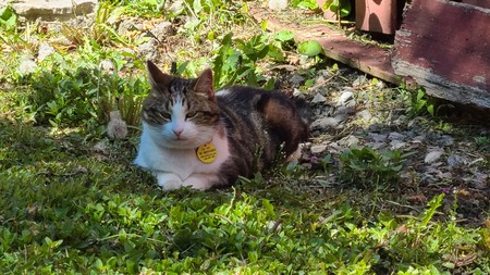 Lily