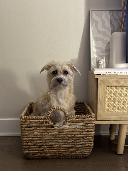 Billy Bear