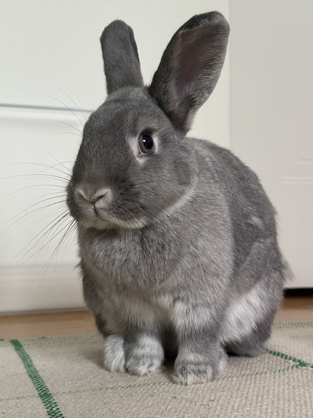 Daphne
