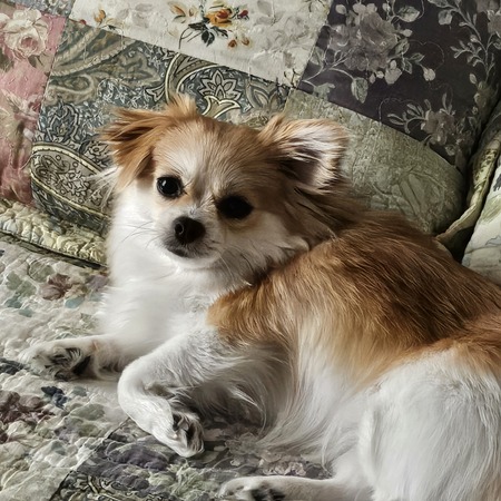 Lulu