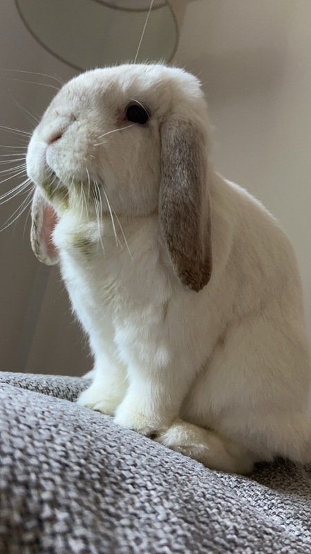 Oliver