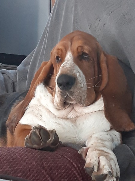 Albert