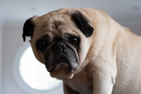 Patrick the Pug