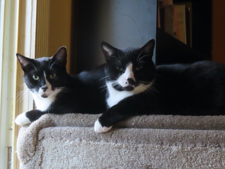 Laurel and hardy