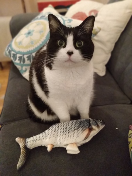 Rex