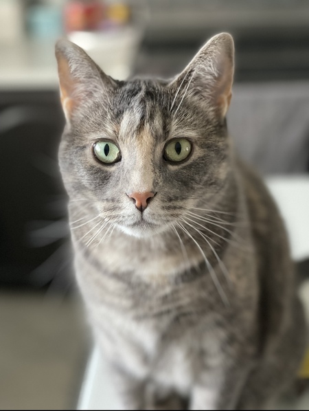 Polly