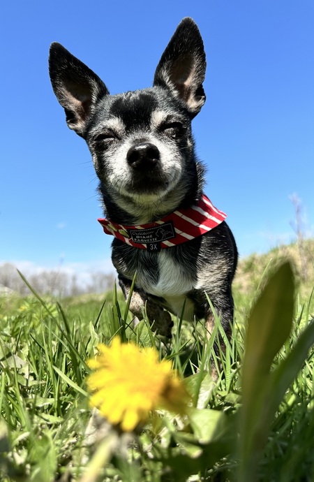 Pico