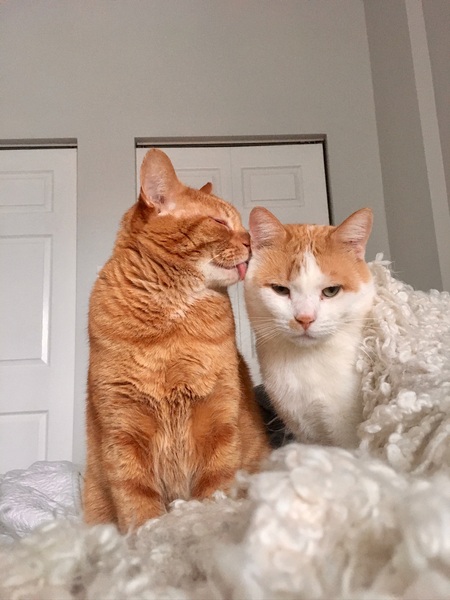 Hanks et Fredersen