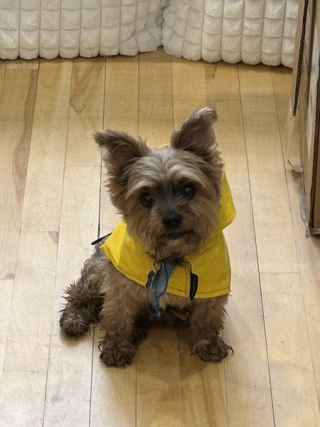 Bosco