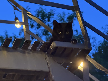 Bastet