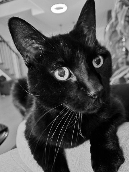 Josephine