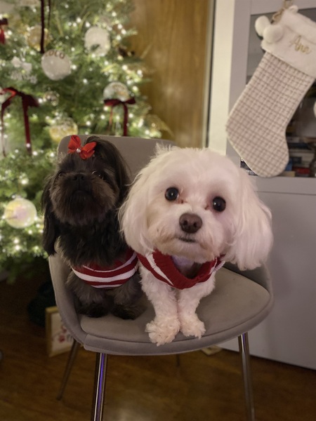 Paris and Coco in Montreal 