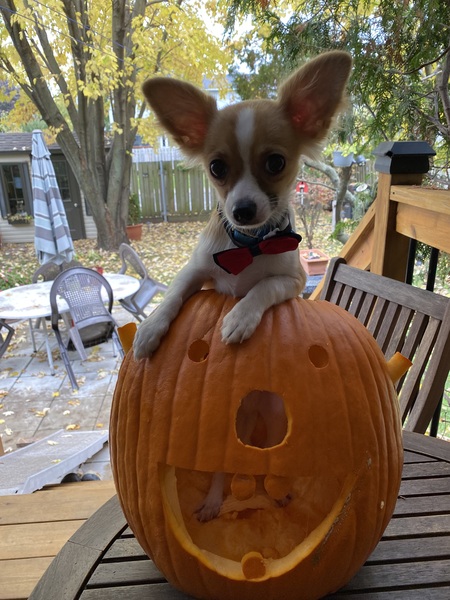 Milo 