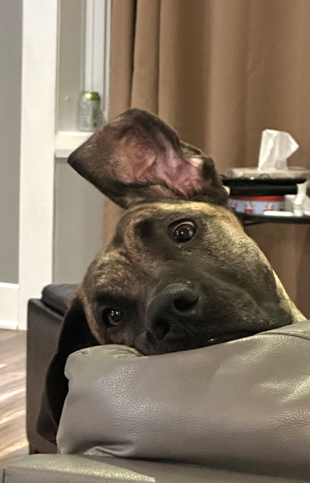 Griffin