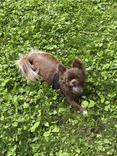 Henry
