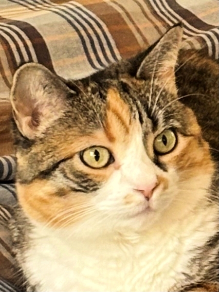 Minette