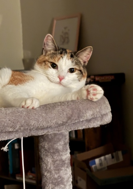 Feta