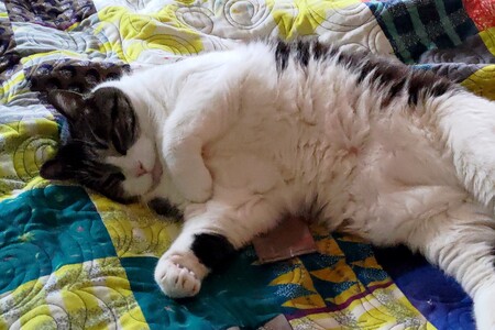 Nounouille