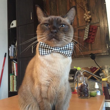 Serge