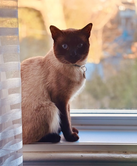 Tallulah