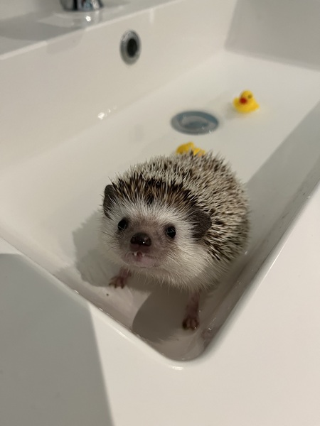 Maurice