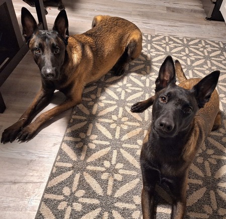 Louis et Aaron les deux frères malinois  