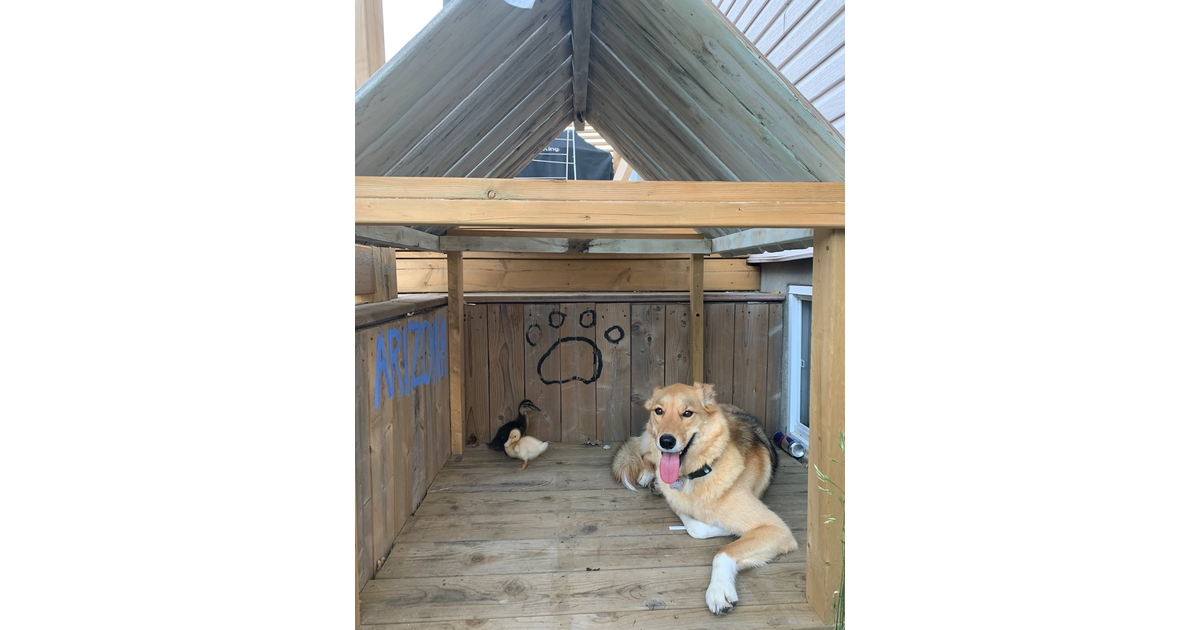 Vote for Arizona and her ducklings Concours calendrier 2026 de la