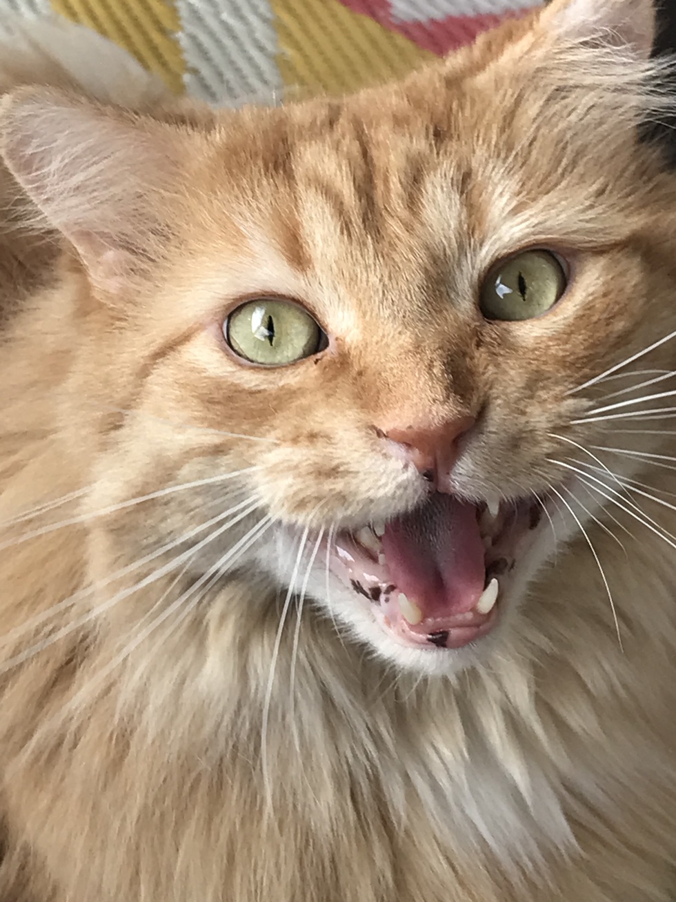 Vote for Bobichette Concours calendrier 2026 de la SPCA de Montréal